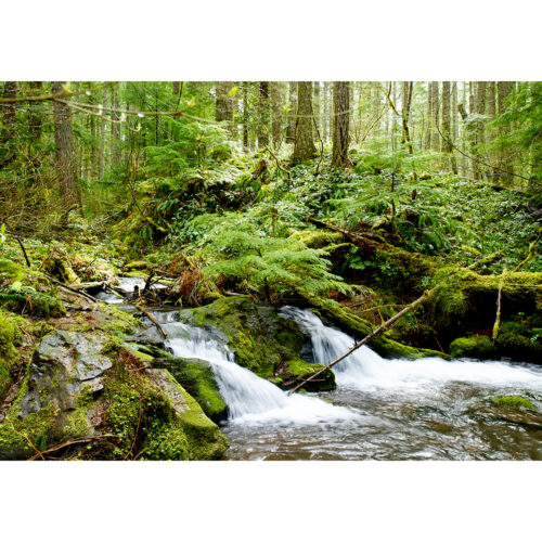 WOODLAND STREAM OREGON