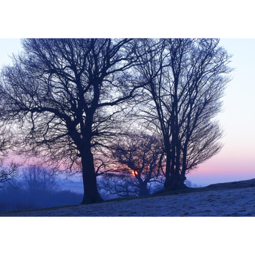 SUNRISE BEYOND THE TREES