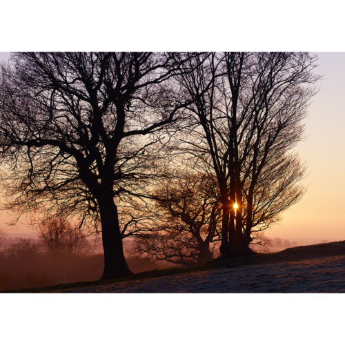 SUNBURST THROUGH THE TREES