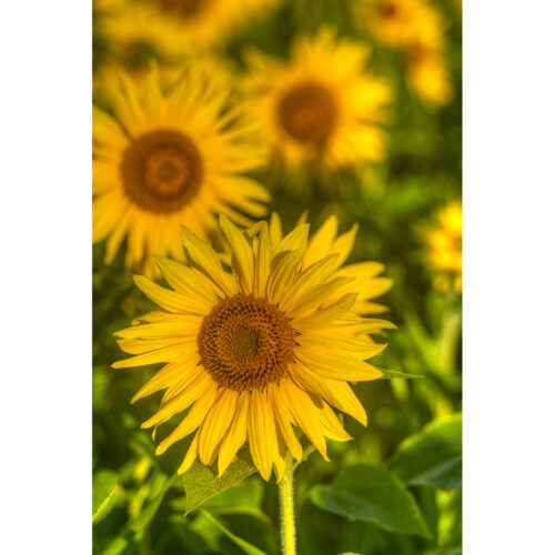 SUNFLOWER 3