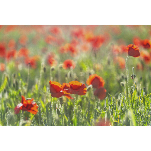 POPPY FIELDS