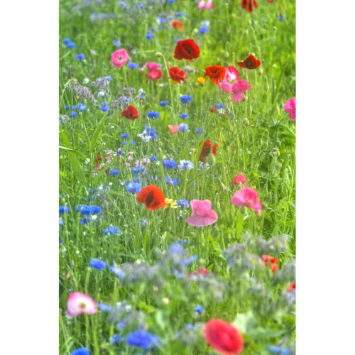 MEADOW COLOURS 2