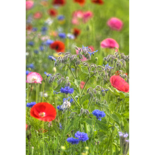 WILD FLOWER MEADOW 3