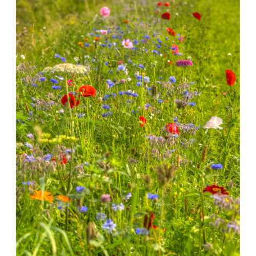 WILD FLOWER MEADOW 4