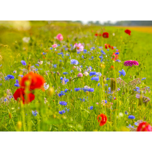 WILD FLOWER MEADOW 5