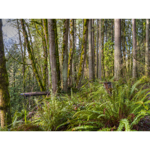 DEEP IN THE FOREST 2