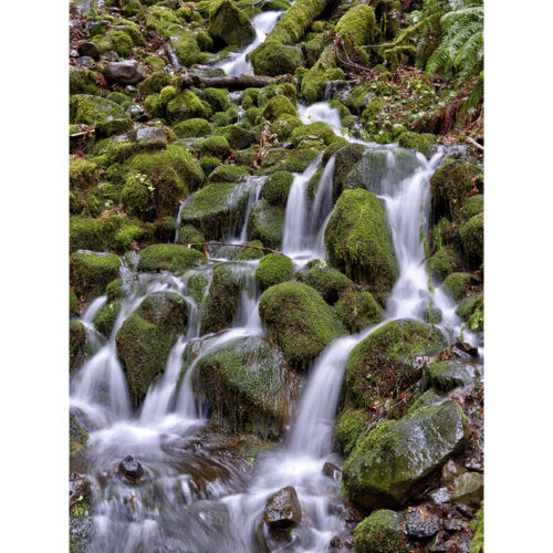 FOREST WATERFALL
