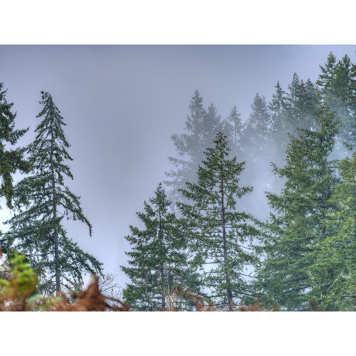 FOREST IN THE MIST ONE