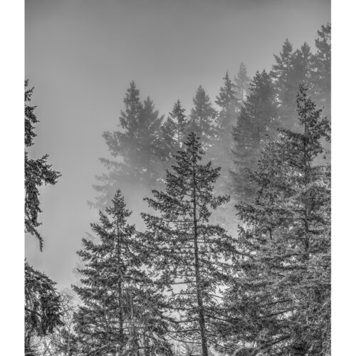 FOREST IN THE MIST ONE