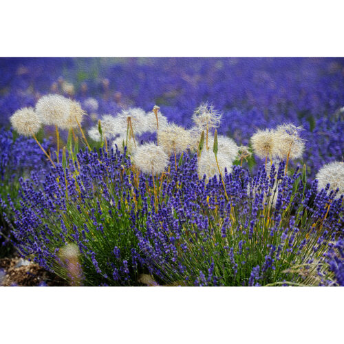 IN FIELDS OF LAVENDER