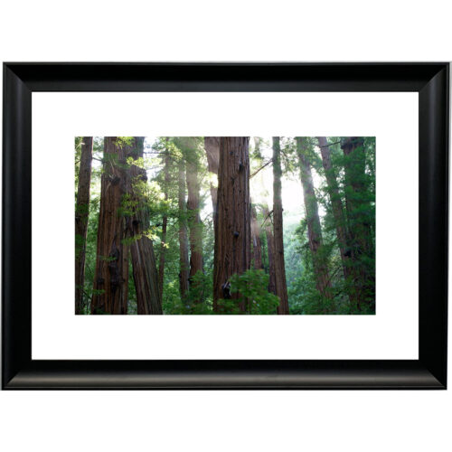 REDWOODS